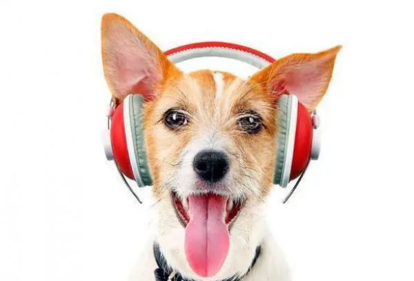 宠物看病如何选择正规的宠物医院,看这篇就够了