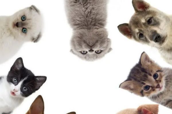 宠物看病如何选择正规的宠物医院,看这篇就够了