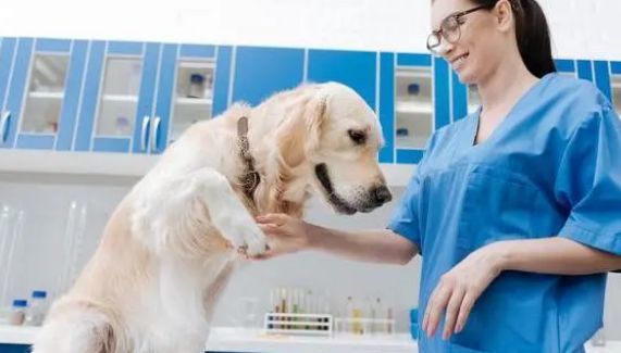 宠物看病如何选择正规的宠物医院,看这篇就够了