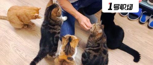 宠物救助站上门喂食，温暖守护每一只毛孩