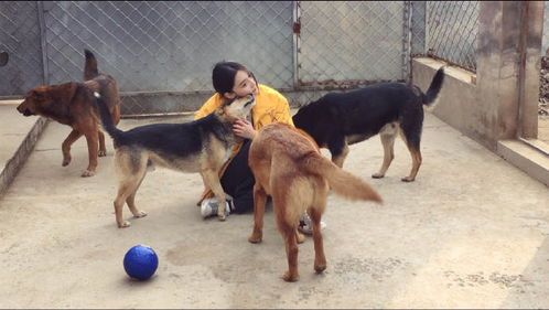 宠物救助站上门喂食，温暖守护每一只毛孩