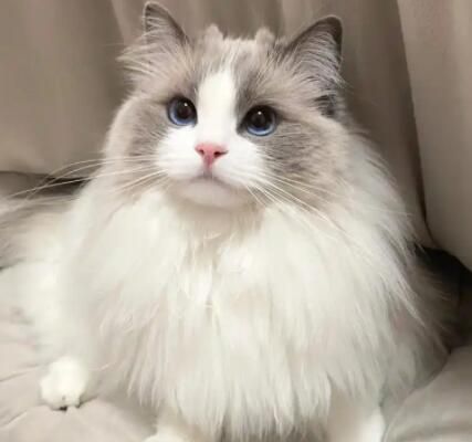 布偶猫的肠胃为何较脆弱