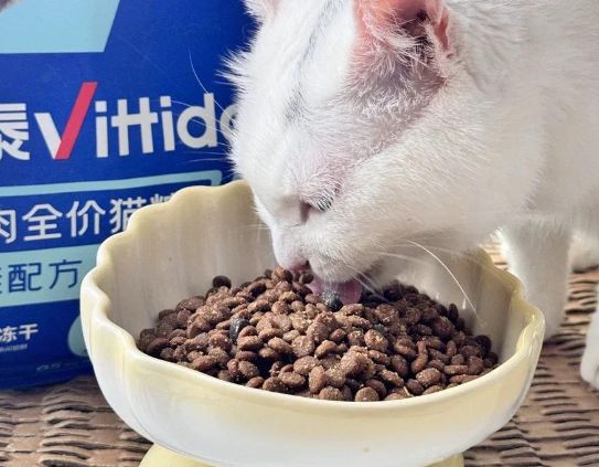 活力泰猫粮：肠胃敏感猫咪的贴心之选