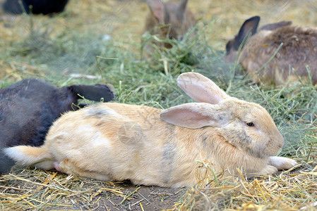 野兔在小屋里盒子干草牧场配种农业农场哺乳动物耳朵畜牧业宠物高清图片