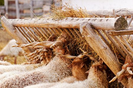 农场上的山羊国家哺乳动物动物女孩家畜配种农业毛皮草地鼻子高清图片