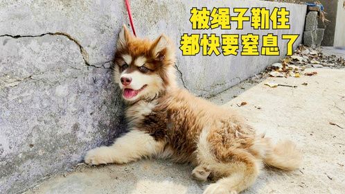 就因为狗狗缺条腿，被拴在太阳下暴晒，眼睛被勒的通红快要窒息