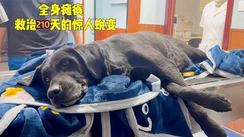 全身瘫痪的狗狗被无情抛弃！好心人救治三个月，狗狗发生惊人蜕变