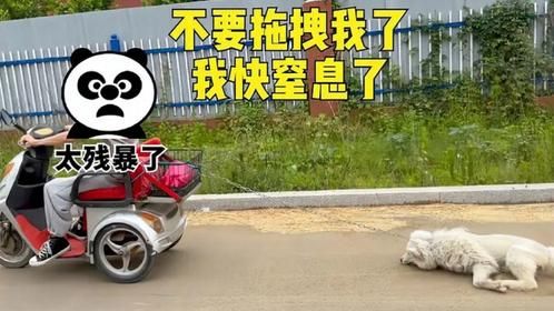 狗狗玩耍扑倒小孩，主人用三轮车拖拽一路去卖掉！真是太可恨了