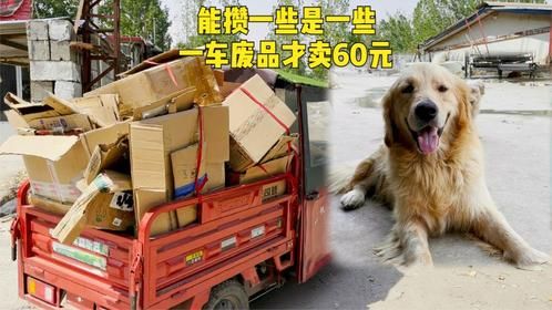 挣扎在生活边缘的现实，一车废品才卖60元，却无法放弃对狗狗的爱