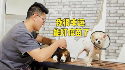 养狗就像养孩子，救回家里也要负责到底！给毛孩子定期打疫苗