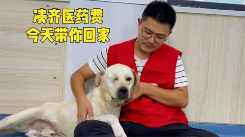 到处借钱凑齐医药费，狗狗终于可以康复出院，激动得躺在恩人怀里