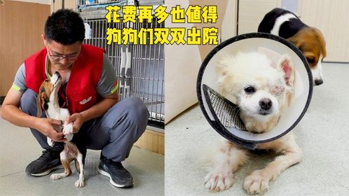 被抛弃在垃圾堆的比格犬，眼球摘除的小博美双双出院，让人兴奋