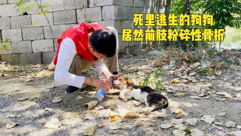 浑身抽搐腿部骨折的狗狗，走路跌跌撞撞，检查时医生的话让人揪心