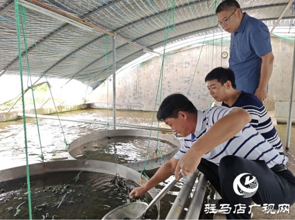 平舆县清河街道冯寨社区：龟鳖养殖孵出致富“金蛋”