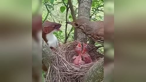 鸟巢惊魂：黄鼠狼突袭，母鸟誓死护雏