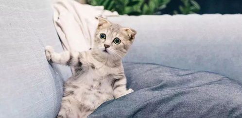 猫咪减肥攻略，宠物控必看！