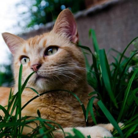 宠物控必看！高清小猫，一键下载！