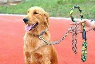 “养狗利弊大揭秘，宠物控必看！”