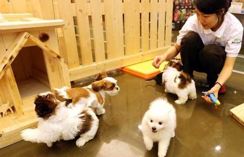 “养狗利弊大揭秘，宠物控必看！”