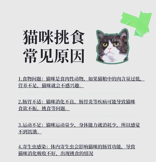 猫不会控食怎么训练吃猫粮？如何训练猫咪正确食用猫粮？