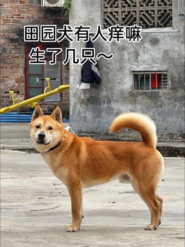 三个月土狗体型对照表_三个月土狗疯长贪吃，科学喂养保健康