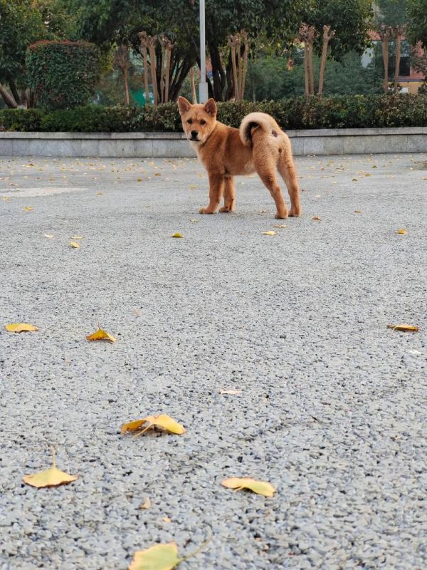 三个月土狗体型对照表_三个月土狗疯长贪吃，科学喂养保健康