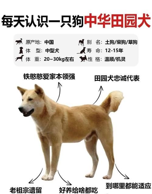 三个月土狗体型对照表_三个月土狗疯长贪吃，科学喂养保健康