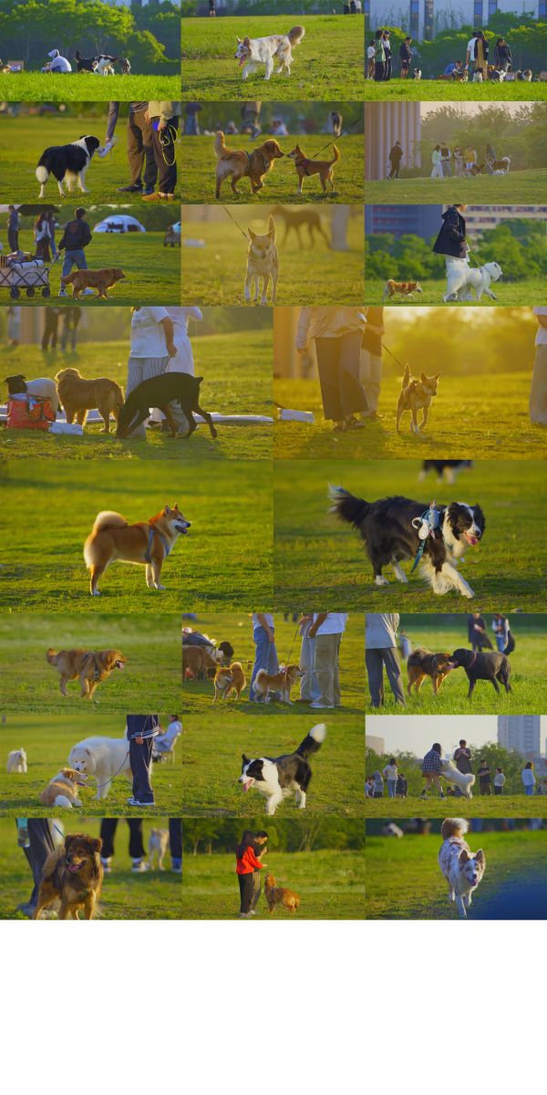 宠物乐园狗狗乐园公园草坪遛狗狗狗社交