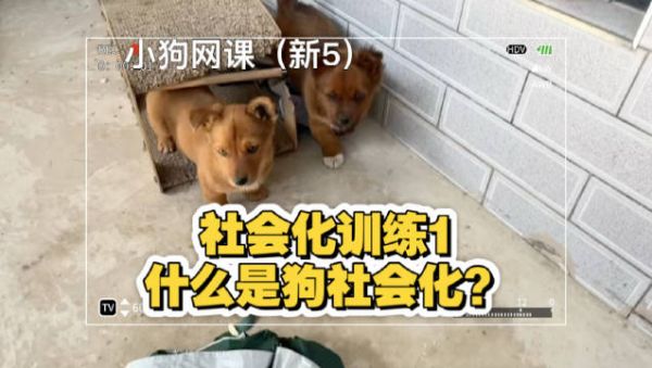 狗狗的社交训练，关键一步！怎样开启它的社会化之旅？