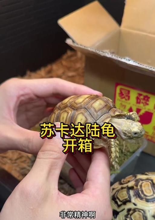 俄罗斯陆龟——萌宠之选（品种特点）