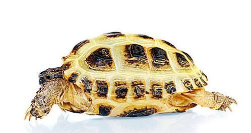 俄罗斯陆龟——萌宠之选（品种特点）