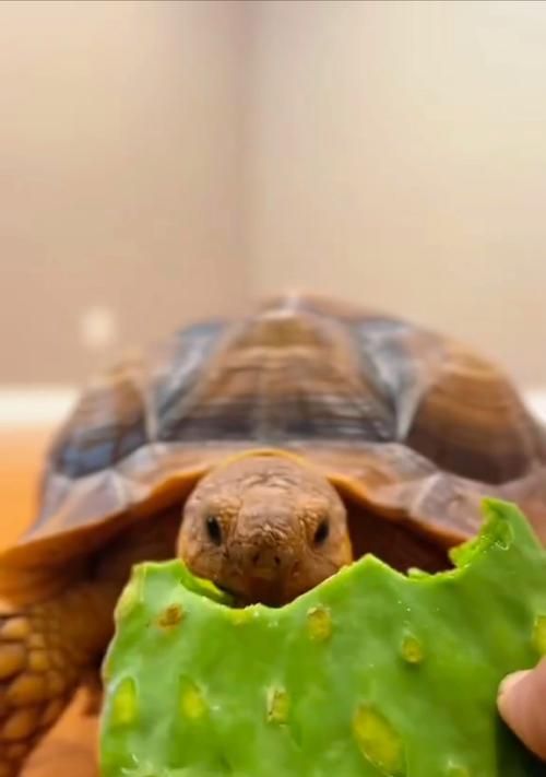 俄罗斯陆龟——萌宠之选（品种特点）