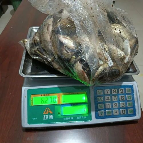 “揭秘宠物鱼走私，严惩犯罪守护生态美！”