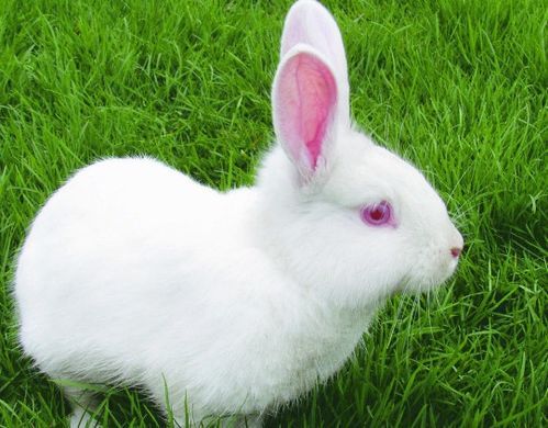 兔子几月龄可繁殖？一年繁殖几回？