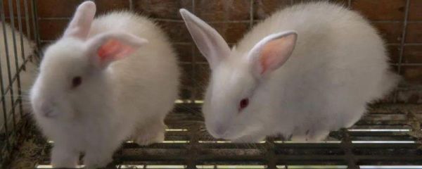 室内养兔子怎么做到不臭，需控制喂食和及时开窗通风