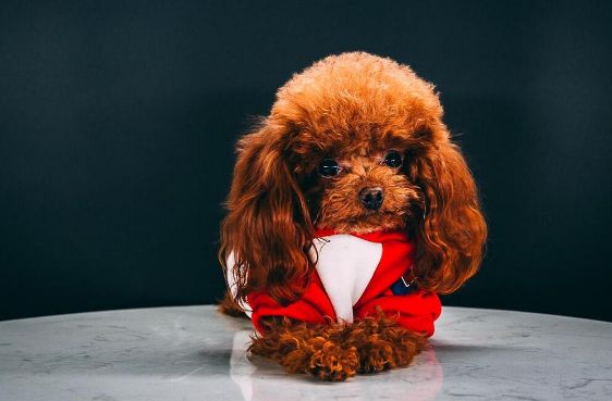 宠物店的6+项服务