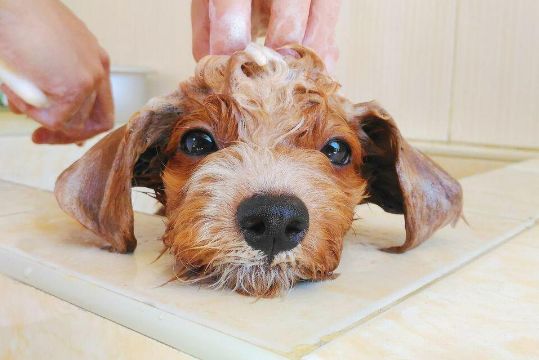 宠物店的6+项服务