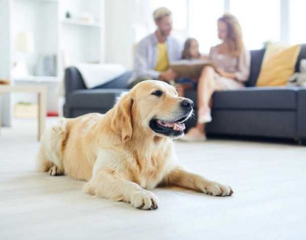 天然温和，适配宠物全周期营养需求