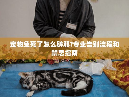 宠物兔死了怎么辟邪?专业告别流程和禁忌指南