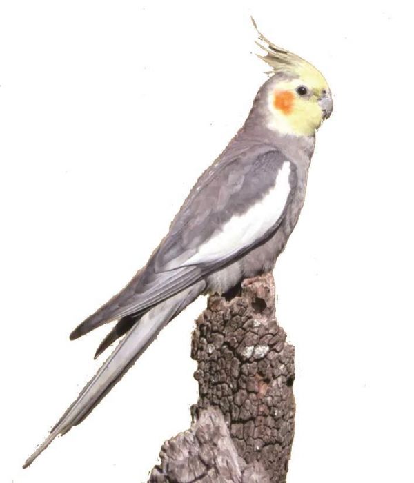 　　玄凤鹦鹉（鸡尾鹦鹉）