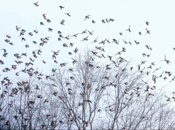 美爆了！千只小太平鸟齐聚东宁