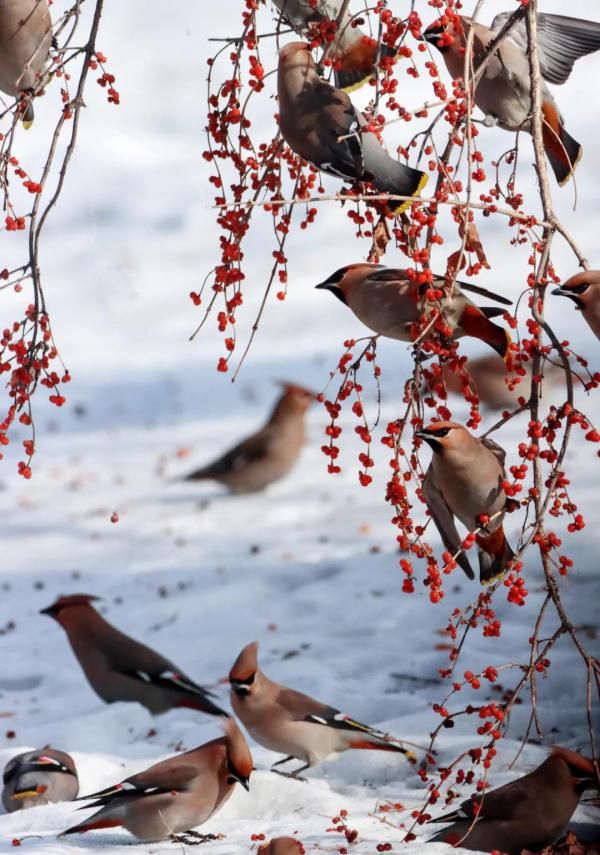 美爆了！千只小太平鸟齐聚东宁