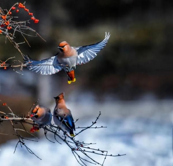 美爆了！千只小太平鸟齐聚东宁