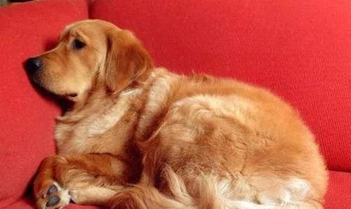 宠物健康管理，预防措施和应急处理（宠物健康管理）