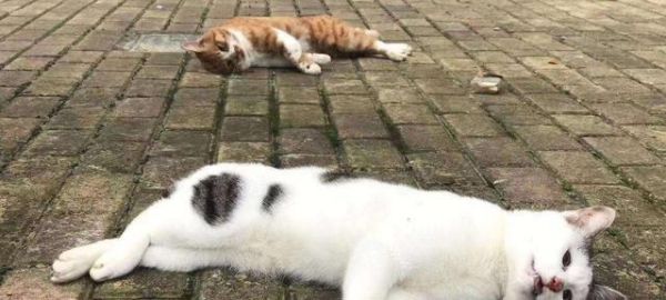 宠物健康管理，预防措施和应急处理（宠物健康管理）