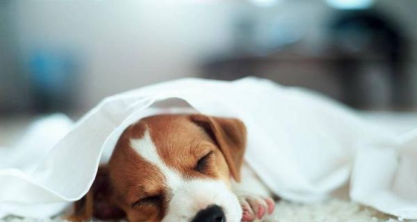 宠物健康管理，预防措施和应急处理（宠物健康管理）