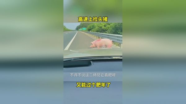 高速上捡了一头猪，今天是个好日子！