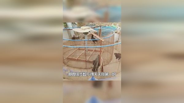 高科技遛鸡神器，强制练习两年半～