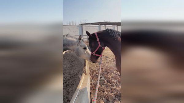 大家猜猜它们说什么悄悄话呢