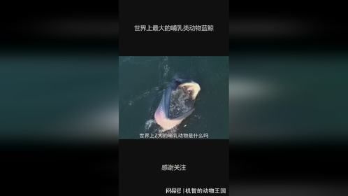 世界上最大的哺乳类动物蓝鲸